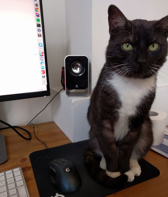 Meo the cat